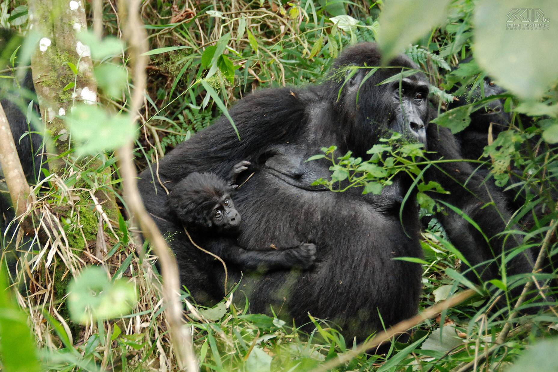 Bwindi - Gorilla met jong  Stefan Cruysberghs